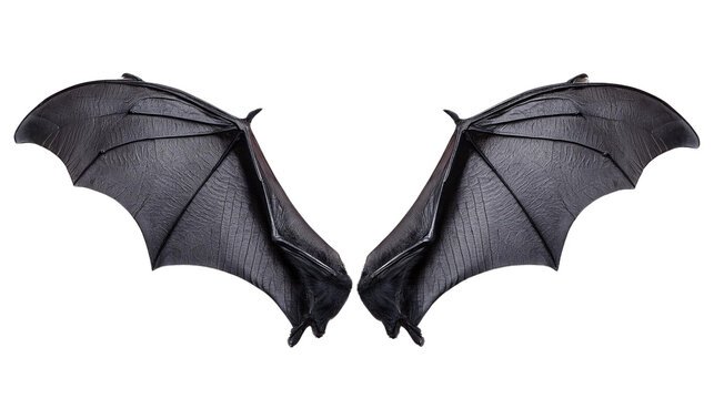 bat wings